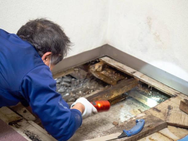 Best Attic Mold Removal  in El Paso, TX