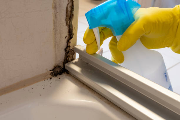 El Paso, TX Mold Removal Company
