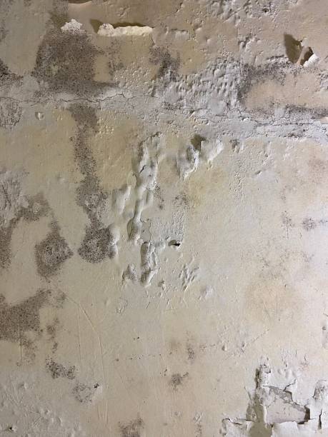 Best Emergency Mold Removal  in El Paso, TX