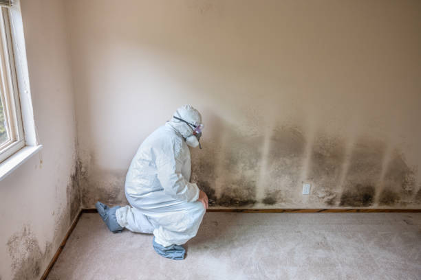 Best Toxic Mold Removal  in El Paso, TX