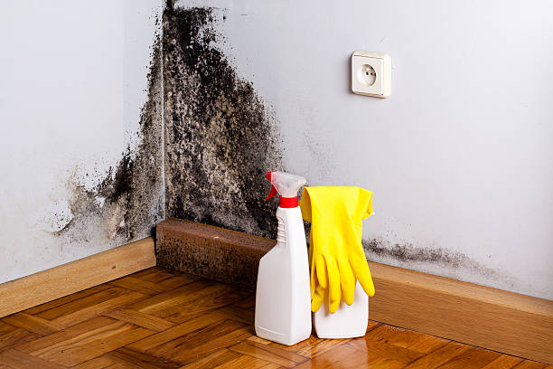 Best Best Mold Removal Companies  in El Paso, TX