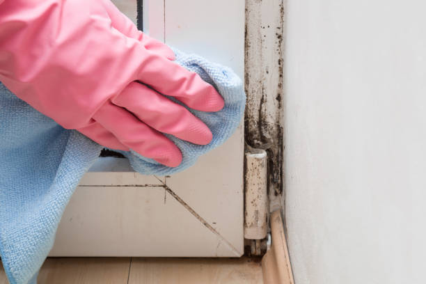 Best Same-Day Mold Removal  in El Paso, TX