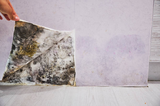 Best Mold Removal Process  in El Paso, TX